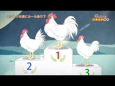 アニメ ざんねんないきもの事典 Ep18 弱いニワトリは鳴きたくても鳴けない ほとんどのホタルは光らない 一匹オオカミは弱い フル動画 初月無料 動画配信サービスのビデオマーケット アニメ ざんねんないきもの事典 Ep18 弱いニワトリは鳴きたくても鳴けない ほとんどのホタルは光らない 一匹オオカミは弱い フル動画 初月無料 動画配信サービスのビデオマーケット