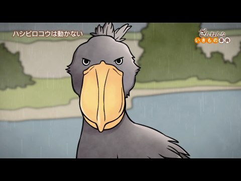 アニメ ざんねんないきもの事典 Ep25 ハシビロコウはひたすら待ちの姿勢 カンガルーの誕 はてきとう ざんねんなうわさ フル動画 初月無料 動画配信サービスのビデオマーケット