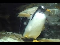 バラエティ ゆかいなどうぶつたち 12 イルカ シャチ ペンギン フル動画 初月無料 動画配信サービスのビデオマーケット