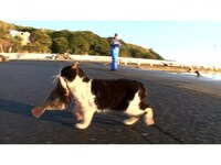 無料視聴あり 映画 にゃんこ The Movie 5 の動画 初月無料 動画配信サービスのビデオマーケット 無料視聴あり 映画 にゃんこ The Movie 5 の動画 初月無料 動画配信サービスのビデオマーケット