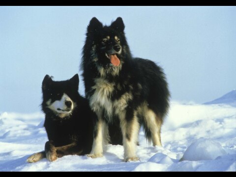 南極物語 Hdリマスター版 フル動画 無料体験 動画配信サービスのビデオマーケット 南極物語 Hdリマスター版 フル動画 無料体験 動画配信サービスのビデオマーケット