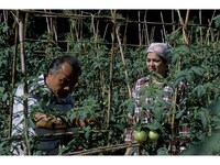 映画 恋するトマト 恋するトマト フル動画 初月無料 動画配信サービスのビデオマーケット