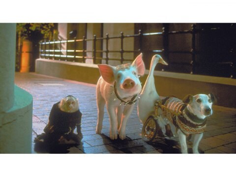 映画 ベイブ 都会へ行く ベイブ 都会へ行く 吹き替え 字幕版 フル動画 初月無料 動画配信サービスのビデオマーケット