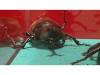映画 劇場版 虫皇帝シリーズ 昆虫軍vs 毒蟲軍 完全決着版 3 劇場版 虫皇帝シリーズ 昆虫軍vs 毒蟲軍 完全決着版 3 フル動画 初月無料 動画配信サービスのビデオマーケット