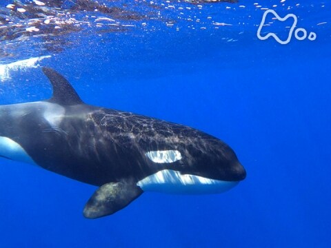 無料視聴あり ｎスペ 社会 激闘 シャチ対シロナガスクジラ 巨大生物集う謎の海域 ｎスペ 社会 の動画 初月無料 動画配信サービスのビデオマーケット