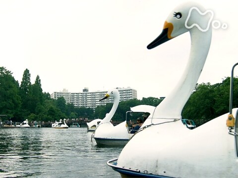 無料視聴あり ドキュメント７２時間 東京 井の頭公園 池のほとりに引き寄せられて ドキュメント７２時間 の動画 初月無料 動画配信サービスのビデオマーケット