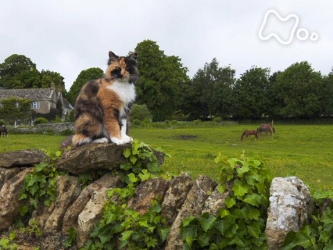 無料視聴あり 岩合光昭の世界ネコ歩き 津軽の四季 秋冬特別編 岩合光昭の世界ネコ歩き の動画 初月無料 動画配信サービスのビデオマーケット