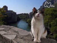 無料視聴あり その他 岩合光昭の世界ネコ歩き の動画 初月無料 動画配信サービスのビデオマーケット