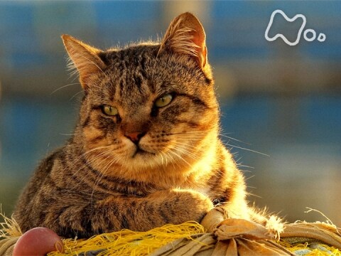 無料視聴あり 岩合光昭の世界ネコ歩き 津軽の四季 秋冬特別編 岩合光昭の世界ネコ歩き の動画 初月無料 動画配信サービスのビデオマーケット