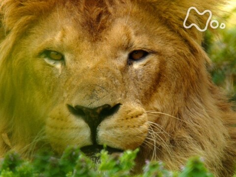 無料視聴あり 岩合光昭の世界ネコ歩き 津軽の四季 秋冬特別編 岩合光昭の世界ネコ歩き の動画 初月無料 動画配信サービスのビデオマーケット