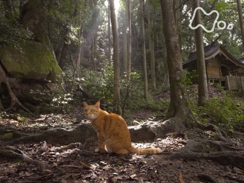 無料視聴あり 岩合光昭の世界ネコ歩き 和歌山 岩合光昭の世界ネコ歩き の動画 初月無料 動画配信サービスのビデオマーケット