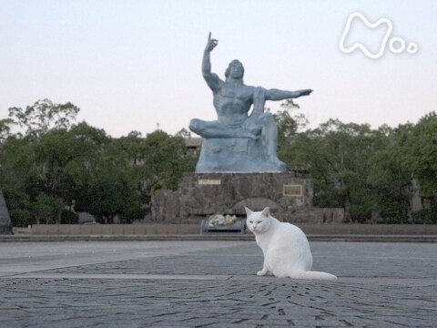 無料視聴あり 岩合光昭の世界ネコ歩き いいｚｏｏだね 岩合光昭の動物園歩き 岩合光昭の世界ネコ歩き の動画 初月無料 動画配信サービスのビデオマーケット