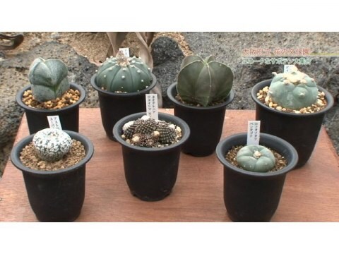 趣味 その他 手づくり花づくり 第976回 不思議 植物の多様性 フル動画 初月無料 動画配信サービスのビデオマーケット