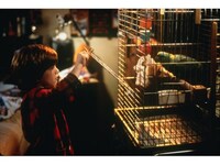 映画 ホーム アローン3 ホーム アローン3 吹き替え 字幕版 フル動画 初月無料 動画配信サービスのビデオマーケット 映画 ホーム アローン3 ホーム アローン3 吹き替え 字幕版 フル動画 初月無料 動画配信サービスのビデオマーケット