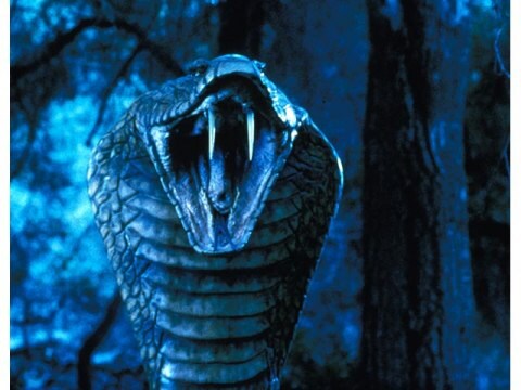 映画 キングコブラ キングコブラ 字幕版 フル動画 初月無料 動画配信サービスのビデオマーケット