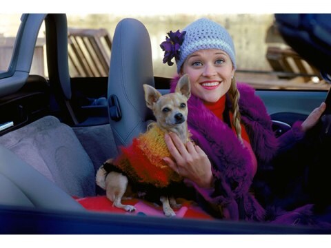 映画 キューティ ブロンド キューティ ブロンド 吹き替え 字幕版 フル動画 初月無料 動画配信サービスのビデオマーケット 映画 キューティ ブロンド キューティ ブロンド 吹き替え 字幕版 フル動画 初月無料 動画配信サービスのビデオマーケット