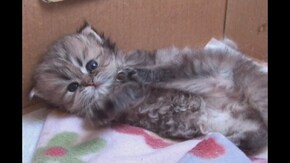 #2 こねこ編 かわいいこねこちゃん
