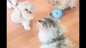 #3 げんき編 ねこちゃんのおあそび