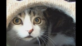 #5 なかま編 いろんなねこちゃん