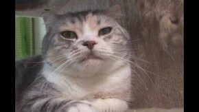 #7 おねんね編 リラックスねこちゃん