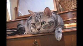 #9 アクション編 ねこちゃんアクション