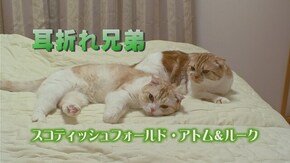耳折れ兄弟 スコティッシュフォールド・アトム&ルーク
