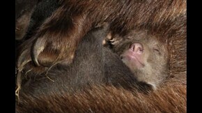 ディズニーネイチャー/クマの親子の物語