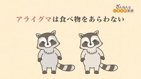 ep2 アライグマは食べ物をあらわない/サバクツノトカゲはピンチになると、目から血を出す/オカモノアラガイはびょうきになるとキャラが変わる