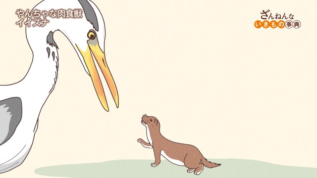 ざんねんないきもの事典 ep25 ハシビロコウはひたすら待ちの姿勢