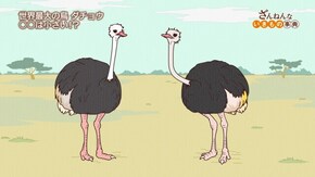 ep20 ダチョウは脳みそが目玉より小さい/チンパンジーは自分で自分をくすぐって笑う/キンチャクガニの武器はハサミではなくポンポン