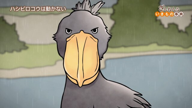 ざんねんないきもの事典 ep25 ハシビロコウはひたすら待ちの姿勢