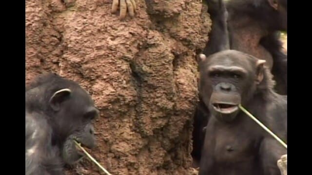 ゆかいなどうぶつたち #2 ゴリラ サル チンパンジー フル動画 |【無料体験】動画配信サービスのビデオマーケット