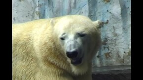 #3 パンダ クマ シロクマ
