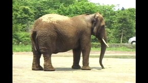 #7 ゾウ サイ カバ