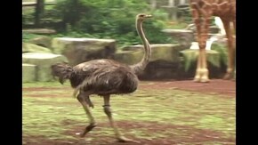 #11 ダチョウ フラミンゴ インコ