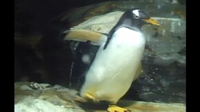#12 イルカ シャチ ペンギン