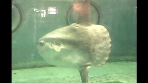 #13 マグロ マンボウ ねったいぎょ
