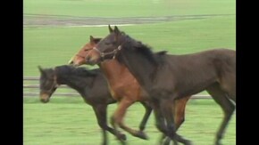 #15 ウマ シマウマ ポニー