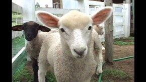 #17 ウシ ヤギ ヒツジ
