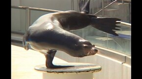 #19 セイウチ アシカ トド