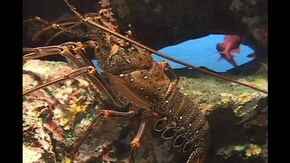 #20 エビ クラゲ イソギンチャク