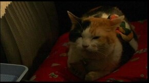 第12話 あこがれ