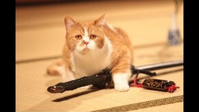 猫侍 玉之丞ときどき春馬