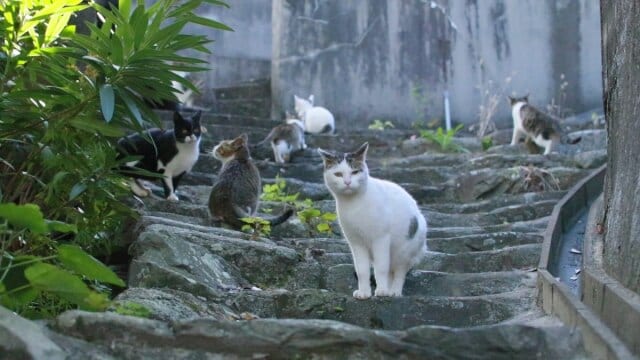 猫島の歩き方～佐柳島～」その他|【無料体験】動画配信サービスの ...