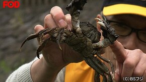 2018/12/4放送 身近な自然で、捕ったど~!