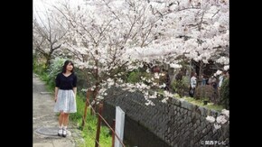 #34 桜満開の京都 哲学の道を歩きながら思うこと