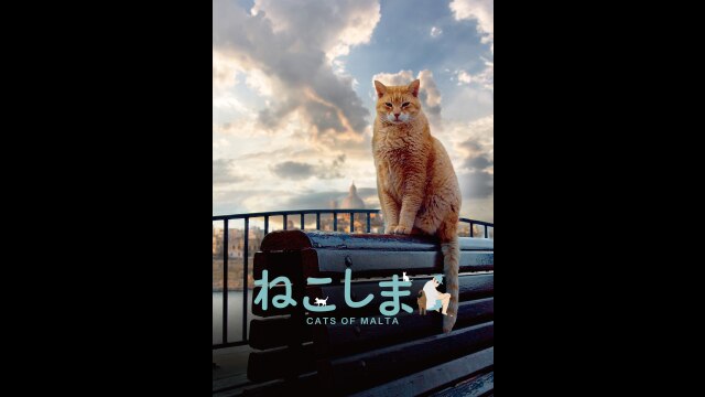 予告編