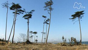 シリーズ東北 根っこは 明日を枯らさない~福島県南相馬市~