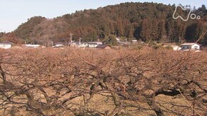梅が香るころ~埼玉県 越生町~