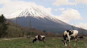 富士に開拓の心~山梨県 富士河口湖町富士ヶ嶺~